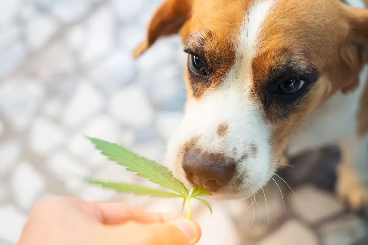 CBD für Hunde