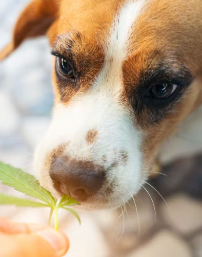 CBD für Hunde